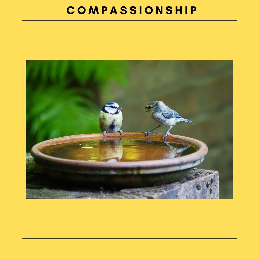 Compassionship
